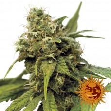 Utopia Haze - Barney's Farm
